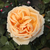Rumena - Vrtnica čajevka - Valencia ®